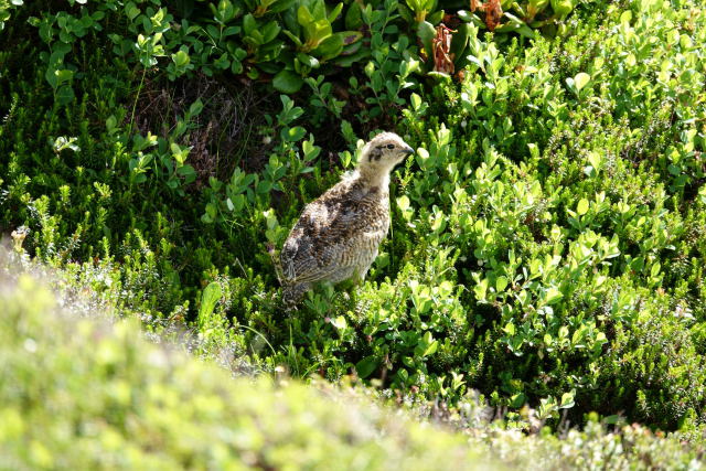 御嶽山のチビ雷鳥4