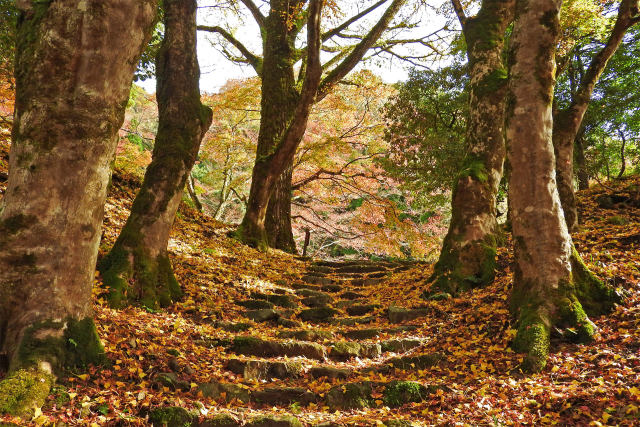 落葉の絨毯 清徳寺2