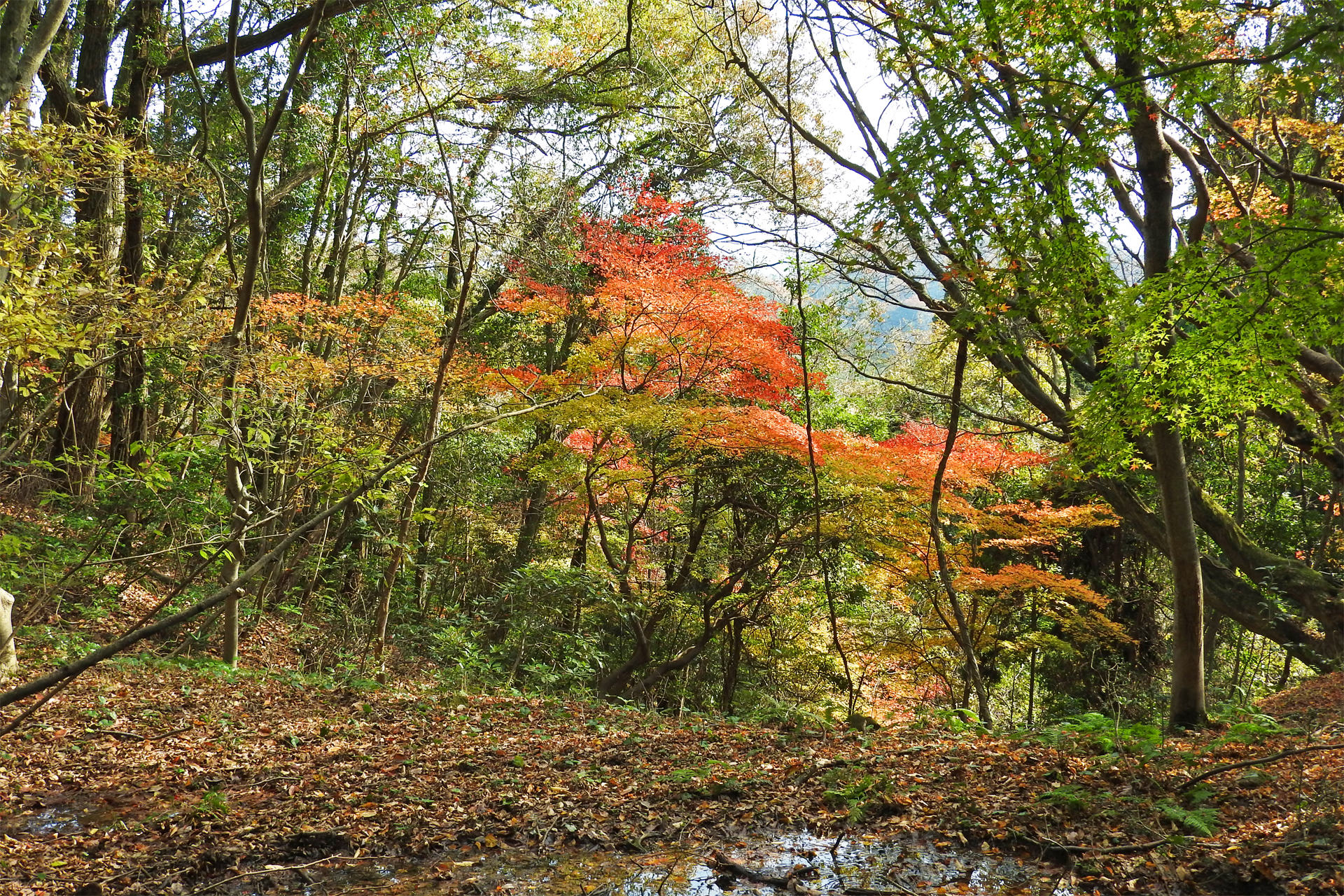 日本の風景 森のカエデ 秋 壁紙19x1280 壁紙館