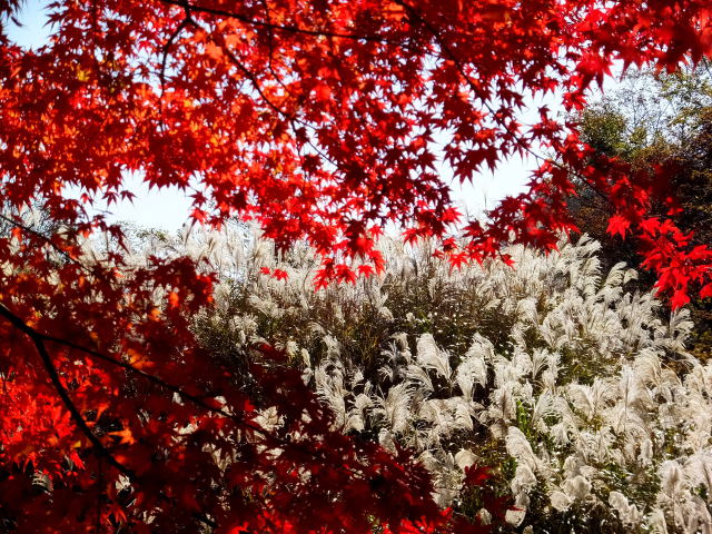 晩秋の紅葉とススキ