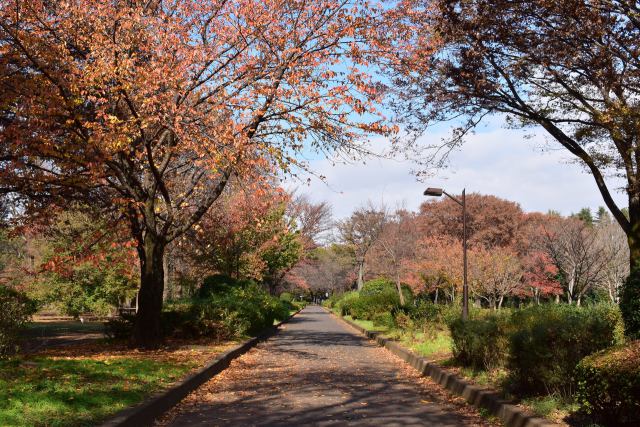 晩秋の小金井公園