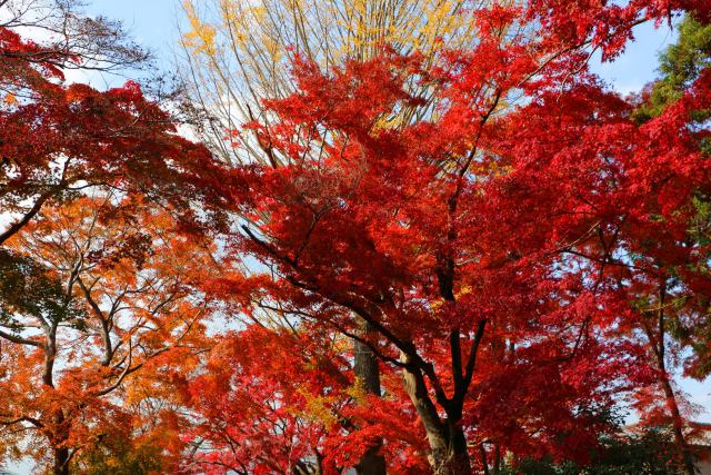 鷺森神社紅葉