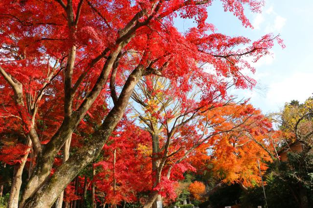 鷺森神社紅葉