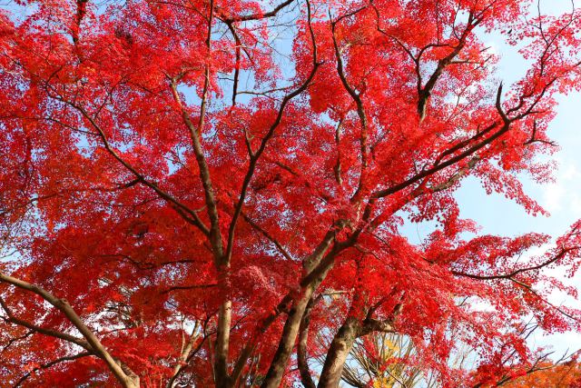 鷺森神社紅葉