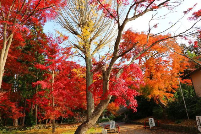 鷺森神社紅葉