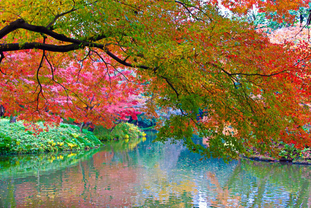 小石川後楽園 大泉水と紅葉