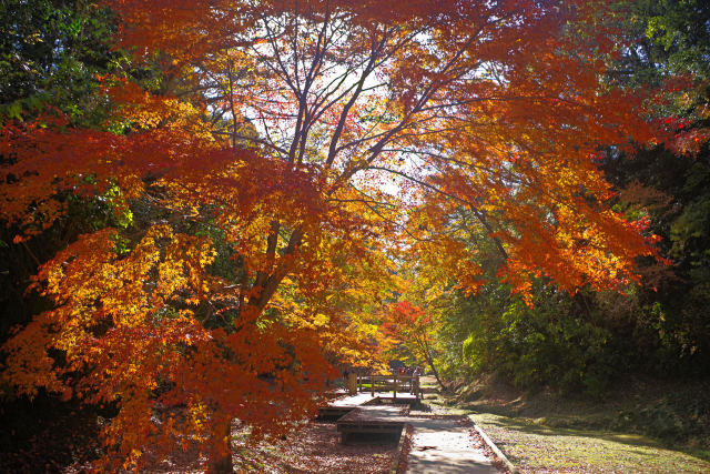 濃溝の滝 周辺の紅葉