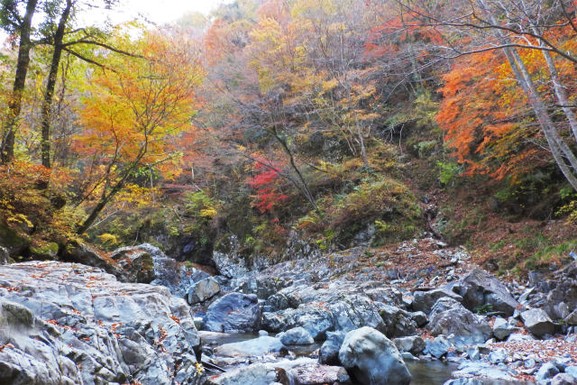 渓流の紅葉 福知渓谷