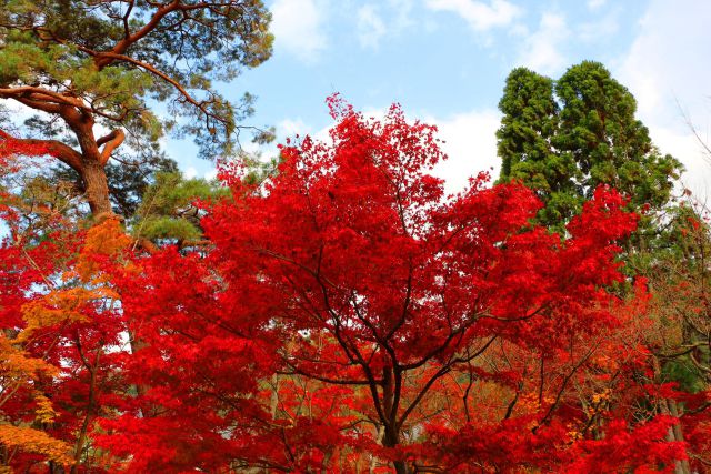 永観堂紅葉