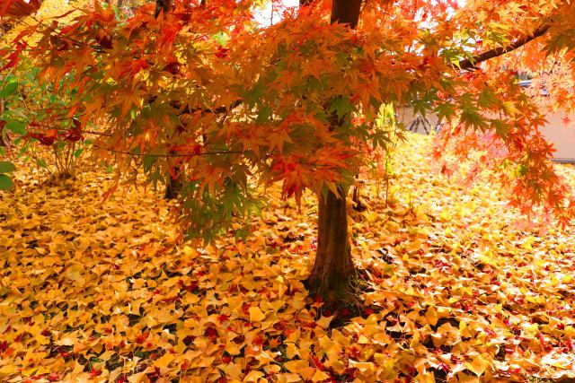 永観堂紅葉