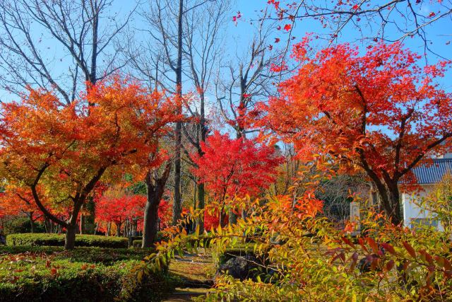 霞ケ城公園の楓#1