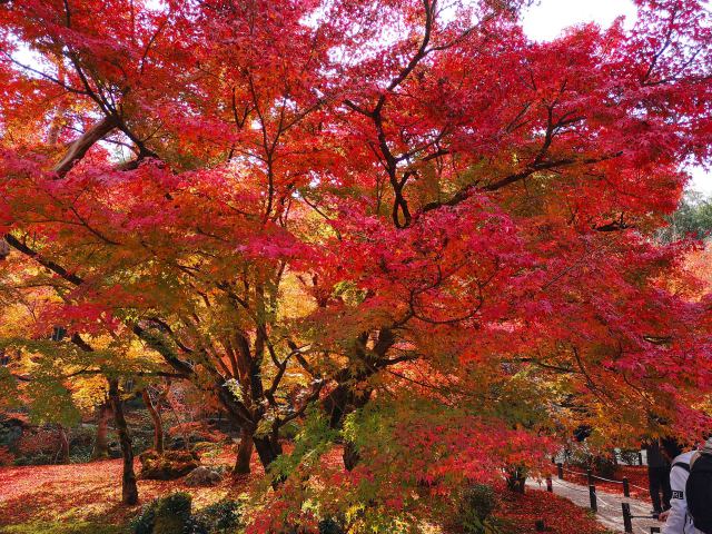 圓光寺紅葉