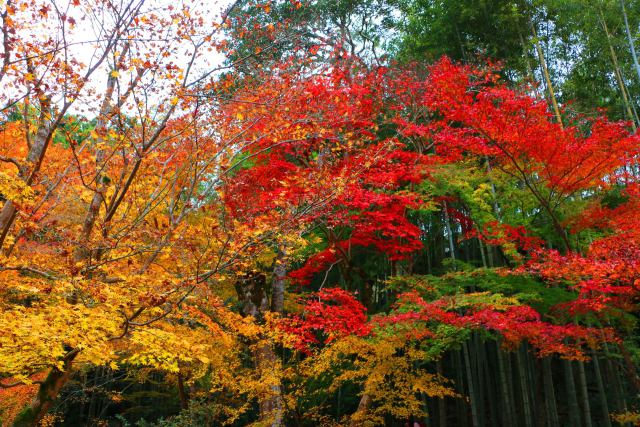 圓光寺紅葉