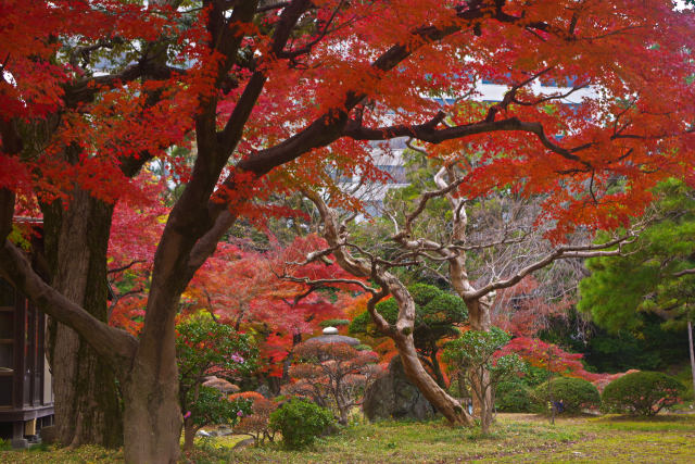 小石川後楽園の紅葉