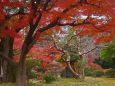 小石川後楽園の紅葉