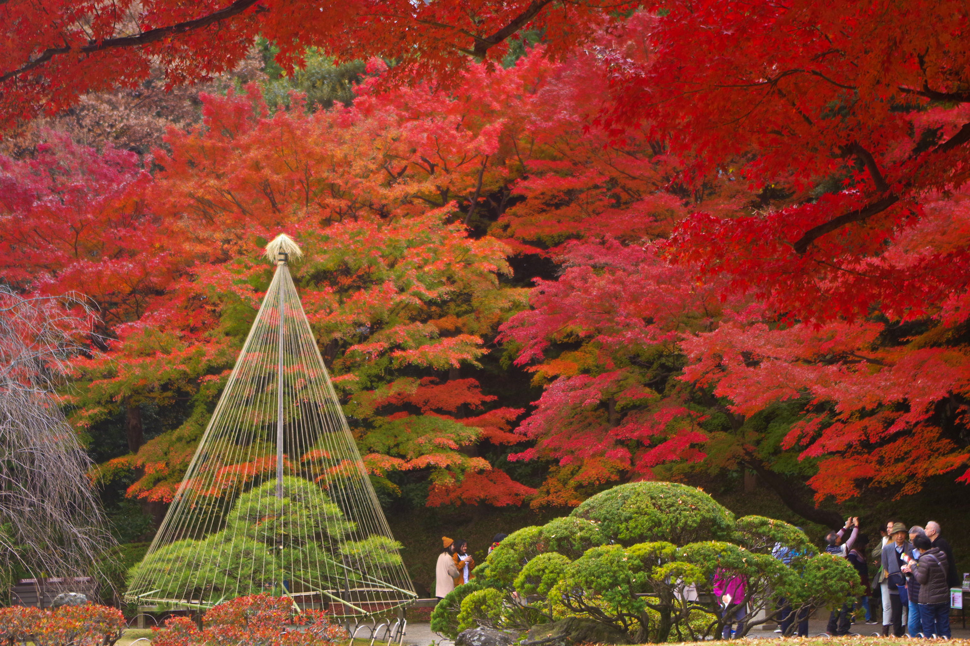 日本の風景 日本庭園の鮮やかな紅葉 壁紙19x1280 壁紙館