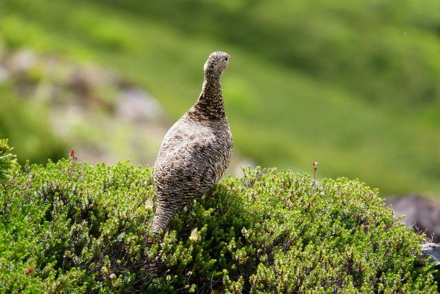 御嶽山のママ雷鳥4