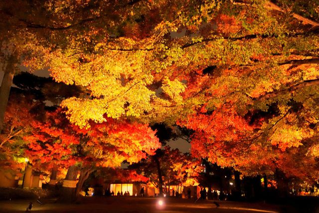 大田黒公園紅葉ライトアップ