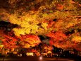 大田黒公園紅葉ライトアップ