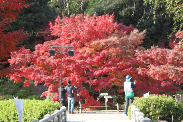 栗林公園の紅葉3