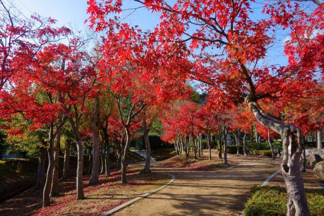 霞ケ城公園の楓#3