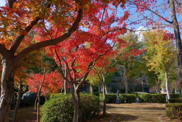 霞ケ城公園の楓#4