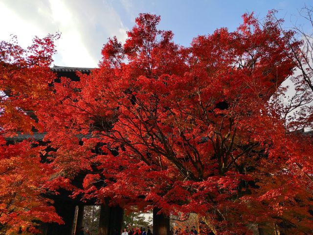 南禅寺紅葉