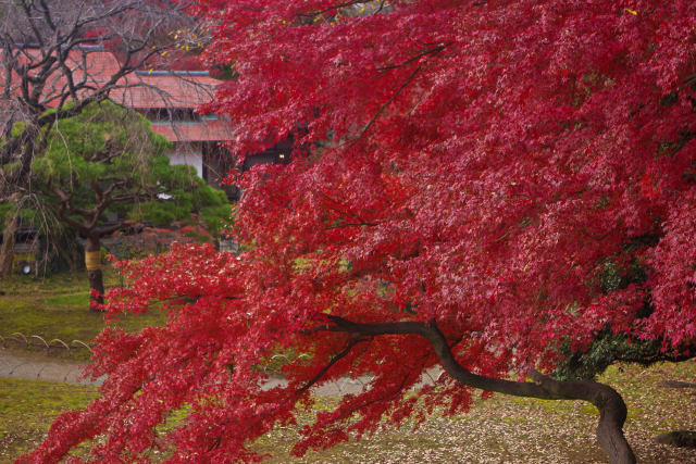 小石川後楽園の紅葉