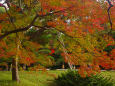 小石川後楽園 水辺の紅葉