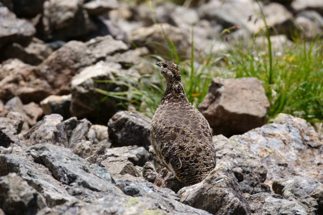 槍ヶ岳山荘裏のママ雷鳥