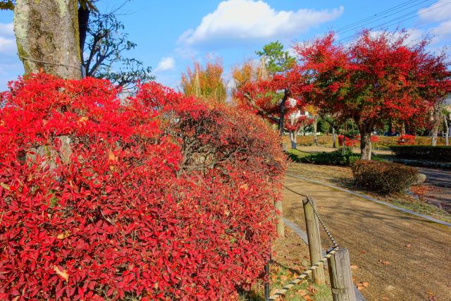 霞ケ城公園の紅葉