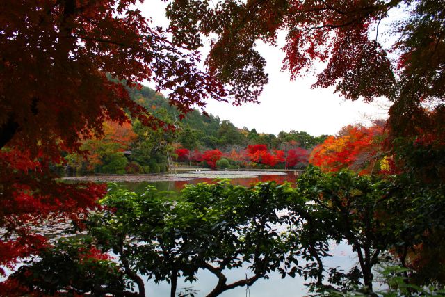 竜安寺紅葉