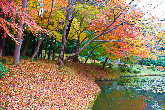 秋色の小石川後楽園