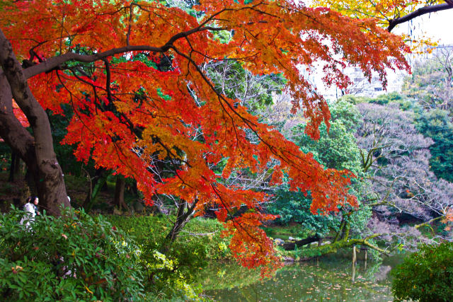 小石川後楽園 水辺の紅葉