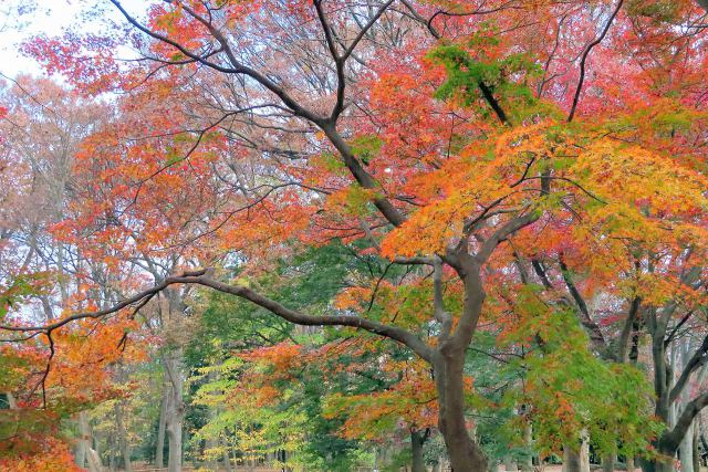 代々木公園の紅葉