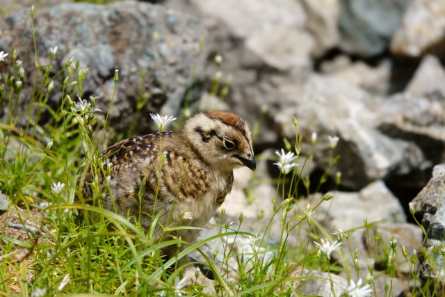 槍ヶ岳山荘裏のチビ雷鳥