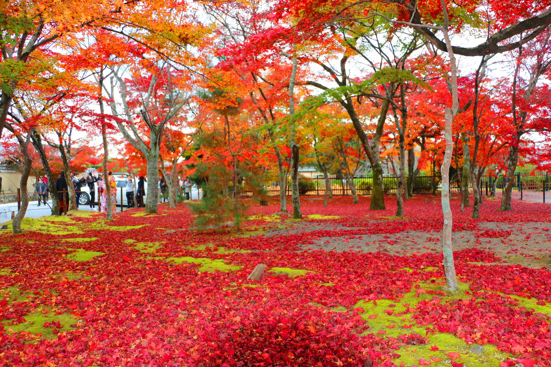 日本の風景 天龍寺紅葉 壁紙19x1280 壁紙館