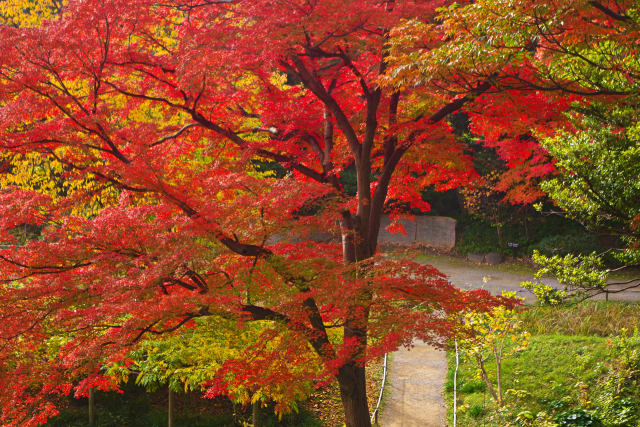 小石川後楽園の紅葉