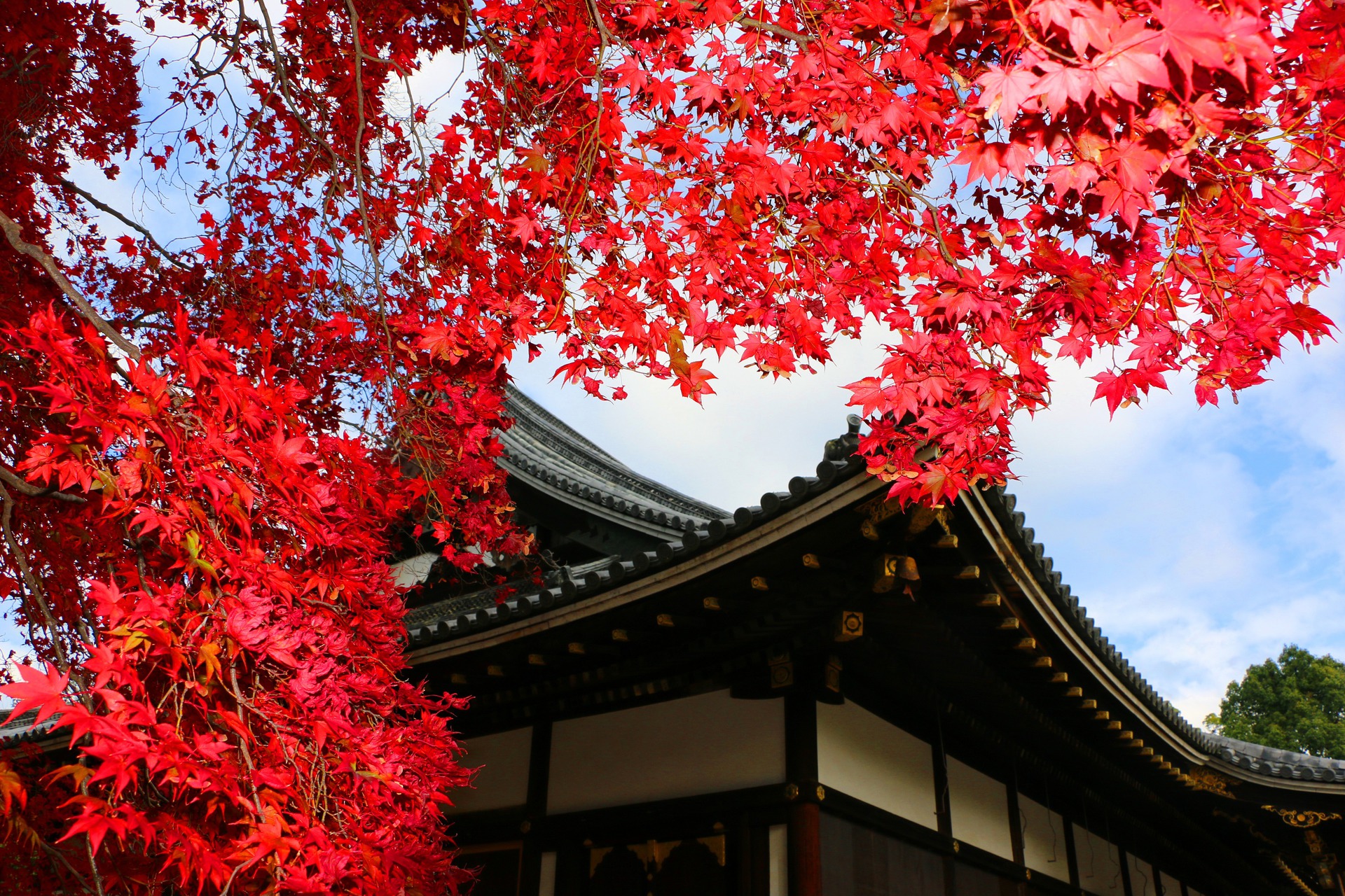 日本の風景 仁和寺紅葉 壁紙19x1280 壁紙館