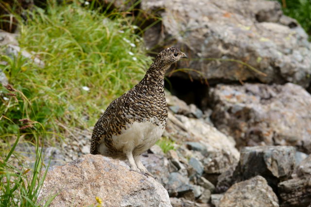 槍ヶ岳山荘裏のママ雷鳥2