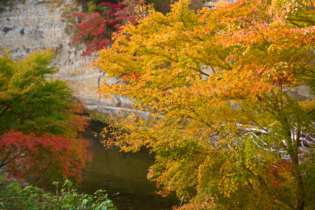 養老渓谷の紅葉