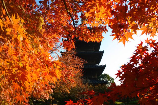 東寺紅葉