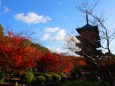 東寺紅葉