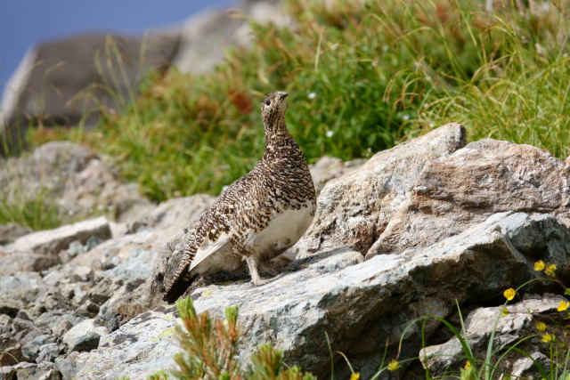 槍ヶ岳山荘裏のママ雷鳥3