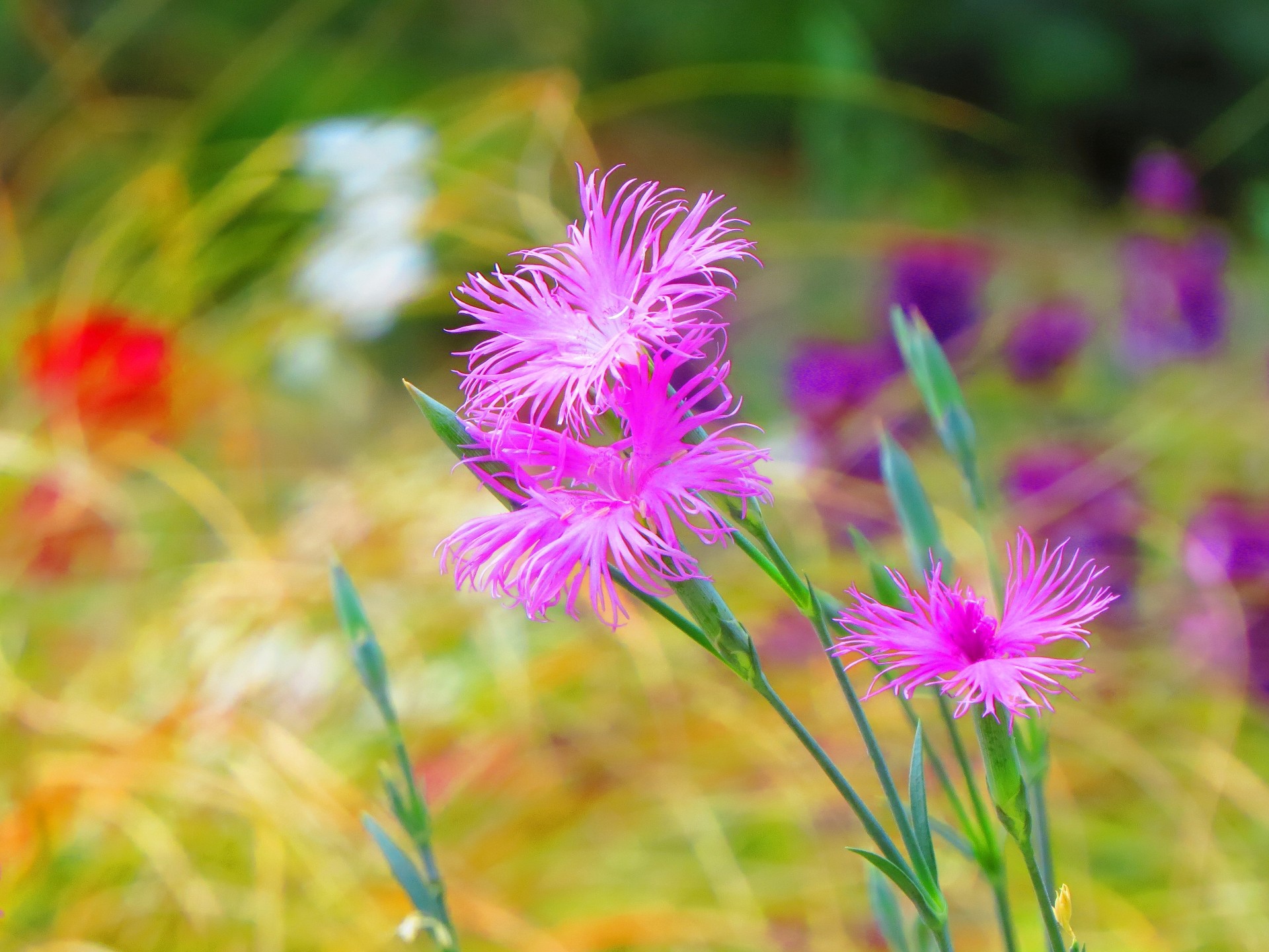 花 植物 風に吹かれるナデシコの残り花 壁紙19x1440 壁紙館