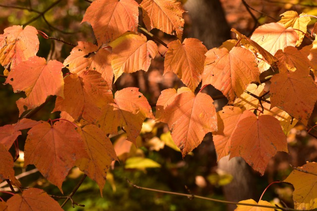 紅葉