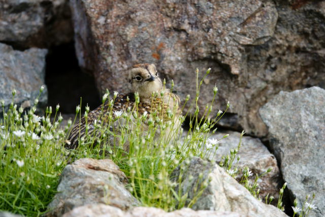 槍ヶ岳山荘裏のチビ雷鳥4