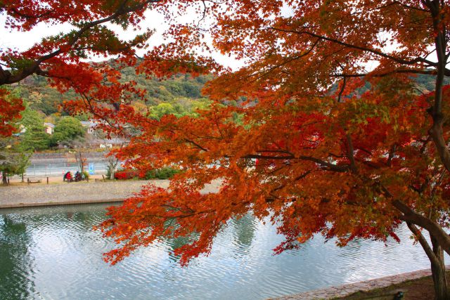 宇治紅葉