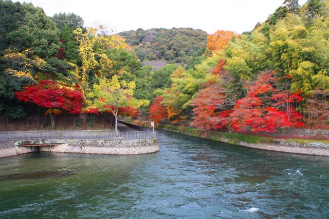 宇治紅葉