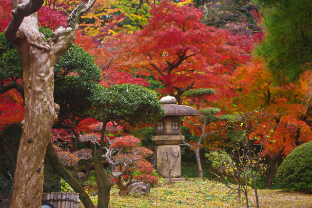 色づく日本庭園